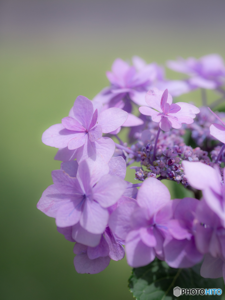 (紫陽花まつり）