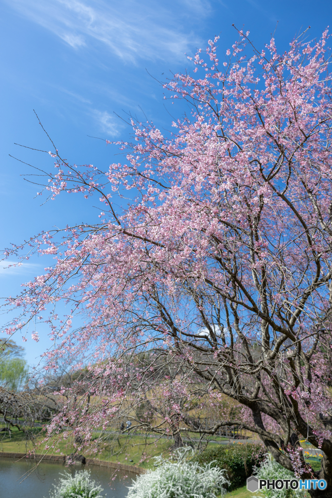 (枝垂れ桜）