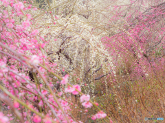 （雨の梅園）