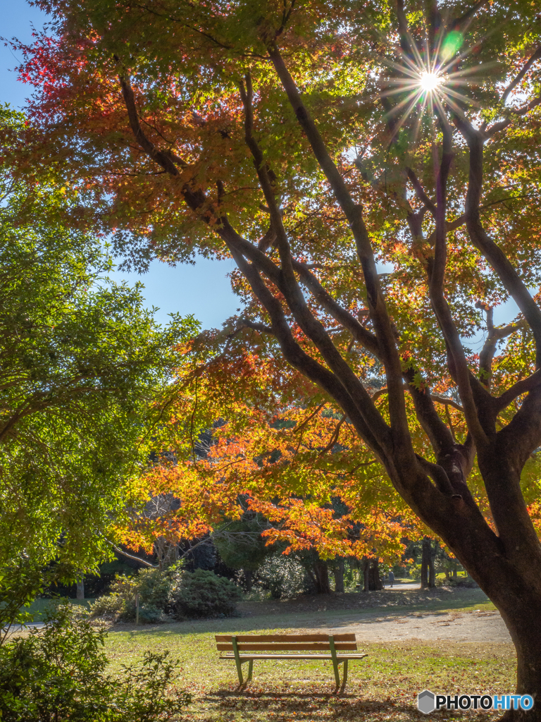 (紅葉の季節がやって来た）