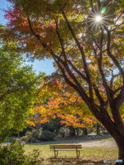 (紅葉の季節がやって来た）