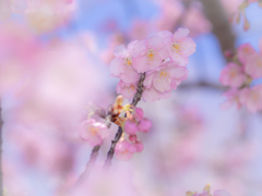 （緋寒桜）