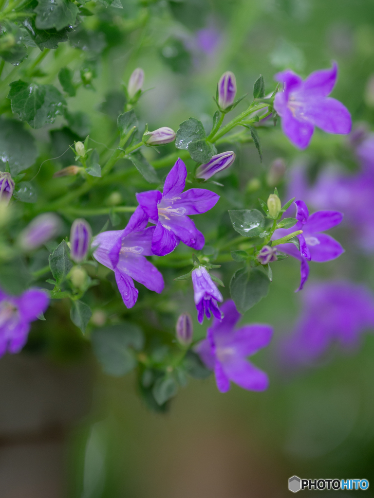 (bellflower)