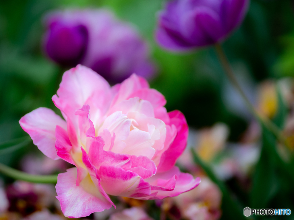 （薔薇咲き）
