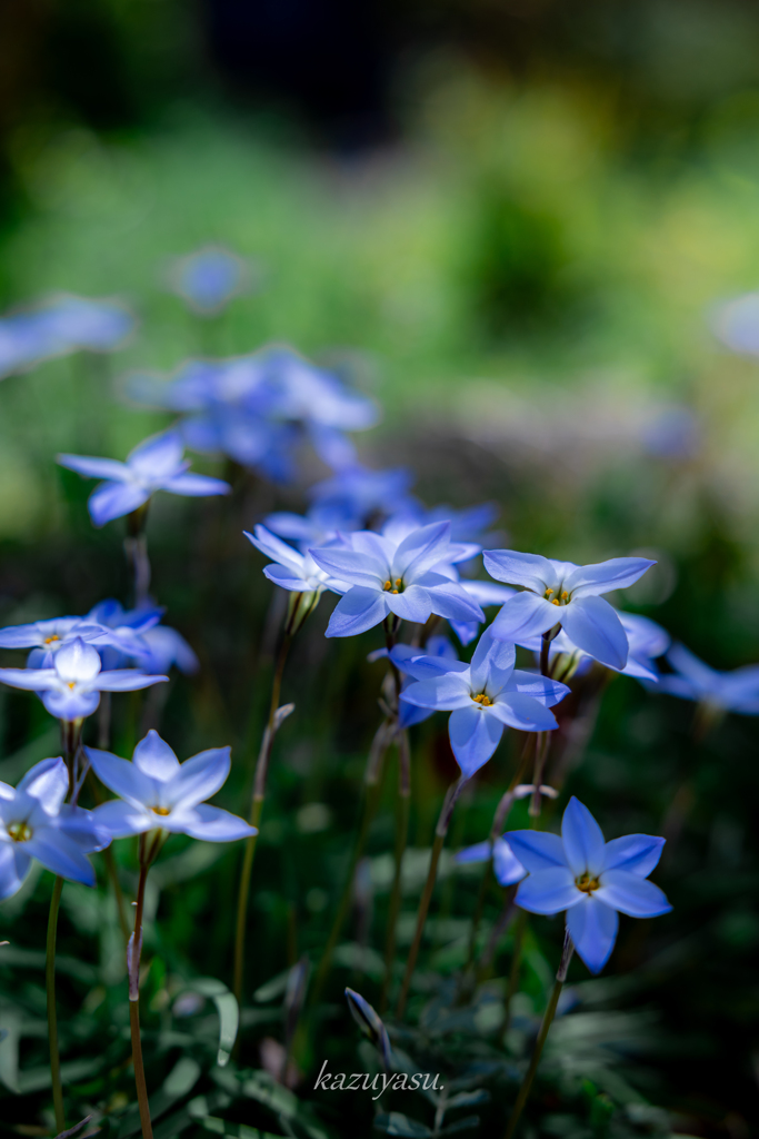 （木陰の花韮）