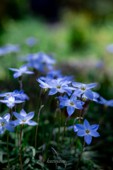 （木陰の花韮）