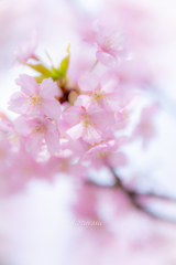(春 爛漫）