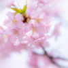 (春 爛漫）