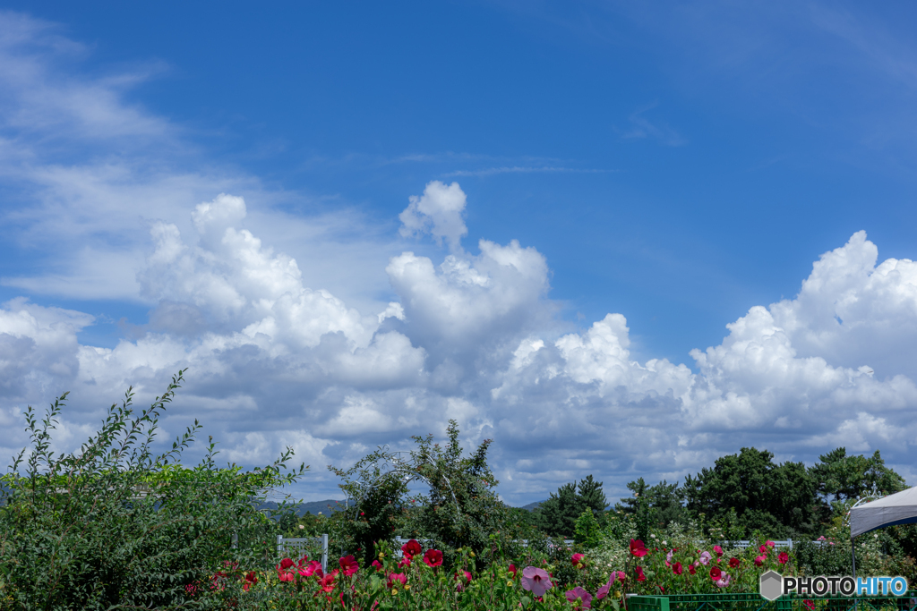 （夏空）