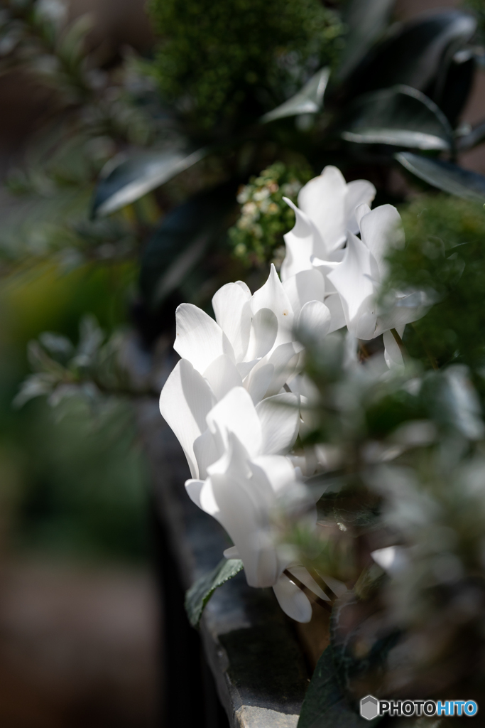（cyclamen）