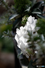（cyclamen）