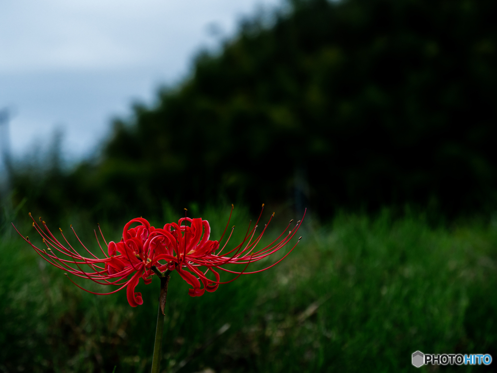 （彼岸花）
