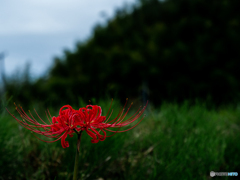 （彼岸花）