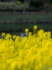 (菜の花畑）