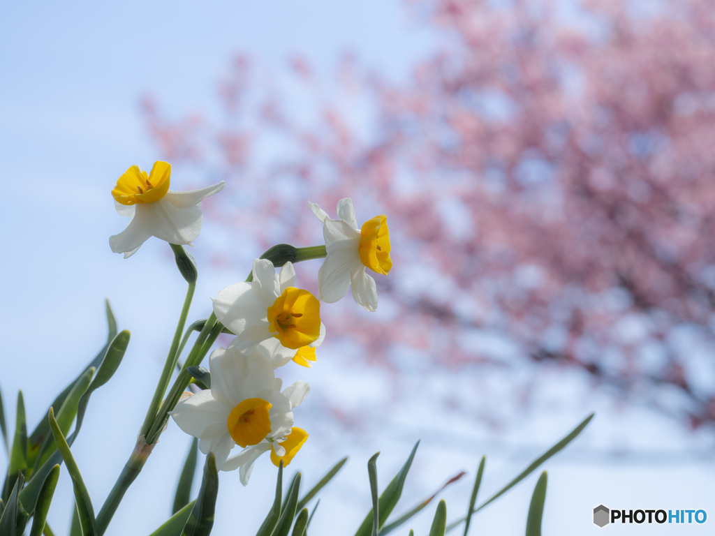 （水仙と桜）