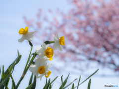 （水仙と桜）