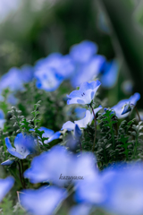 (baby blue eyes)