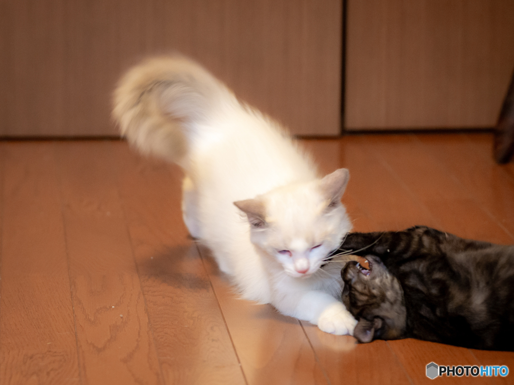 （なかよし）