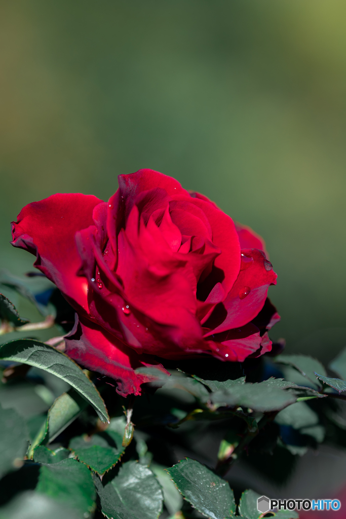 （深紅の薔薇）