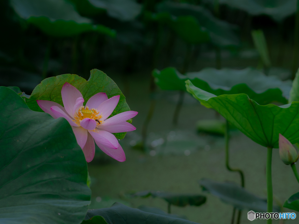 (Lotus)