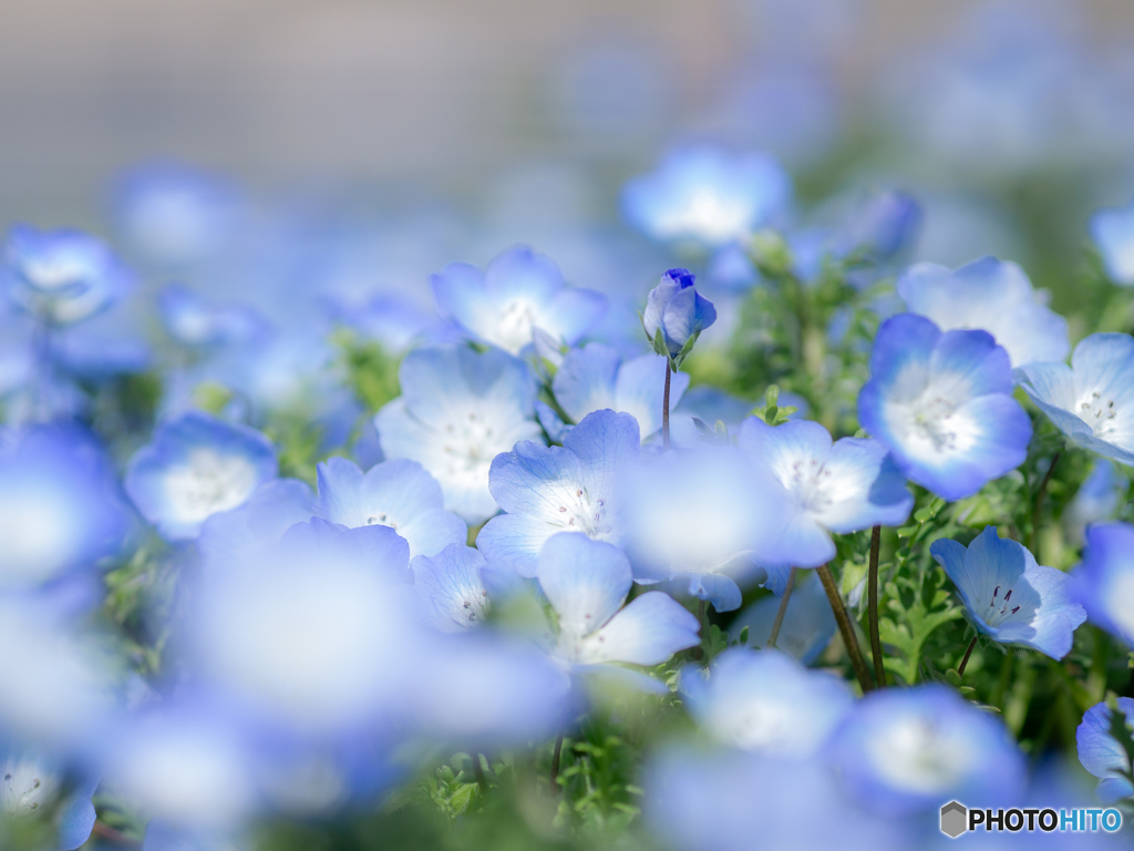 （baby blue eyes)