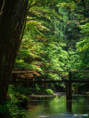 （小國神社　初夏）