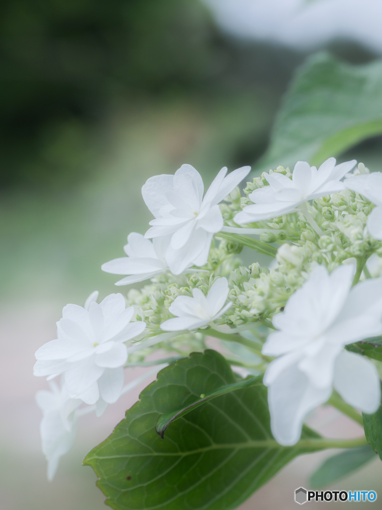 （額紫陽花）