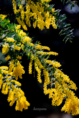 （ミモザの季節）