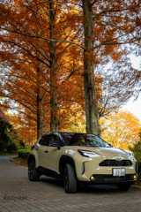 (メタセコイア並木）