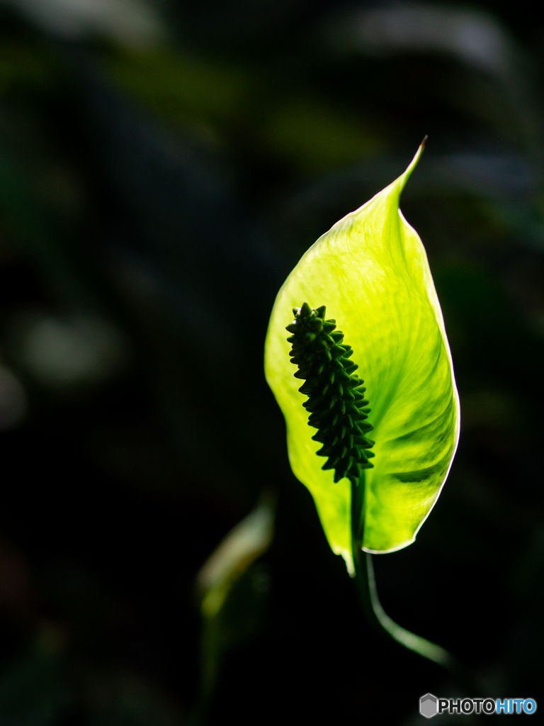 （最期の輝き）