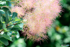 （smoke tree)