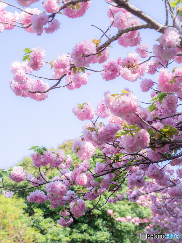 （八重桜）