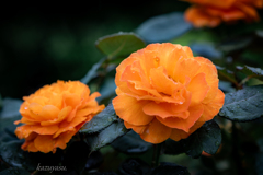 (on a rainy day)