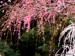 (龍尾神社）