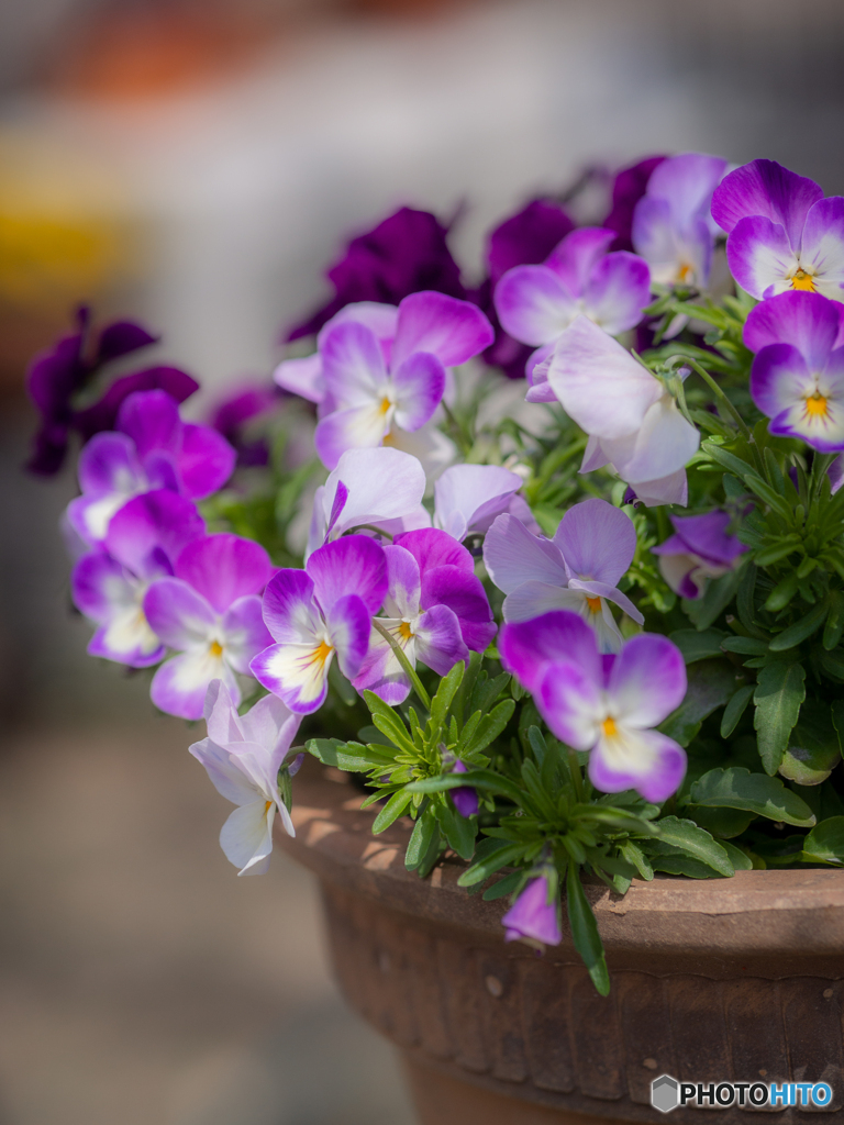 （庭の花）