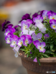 （庭の花）
