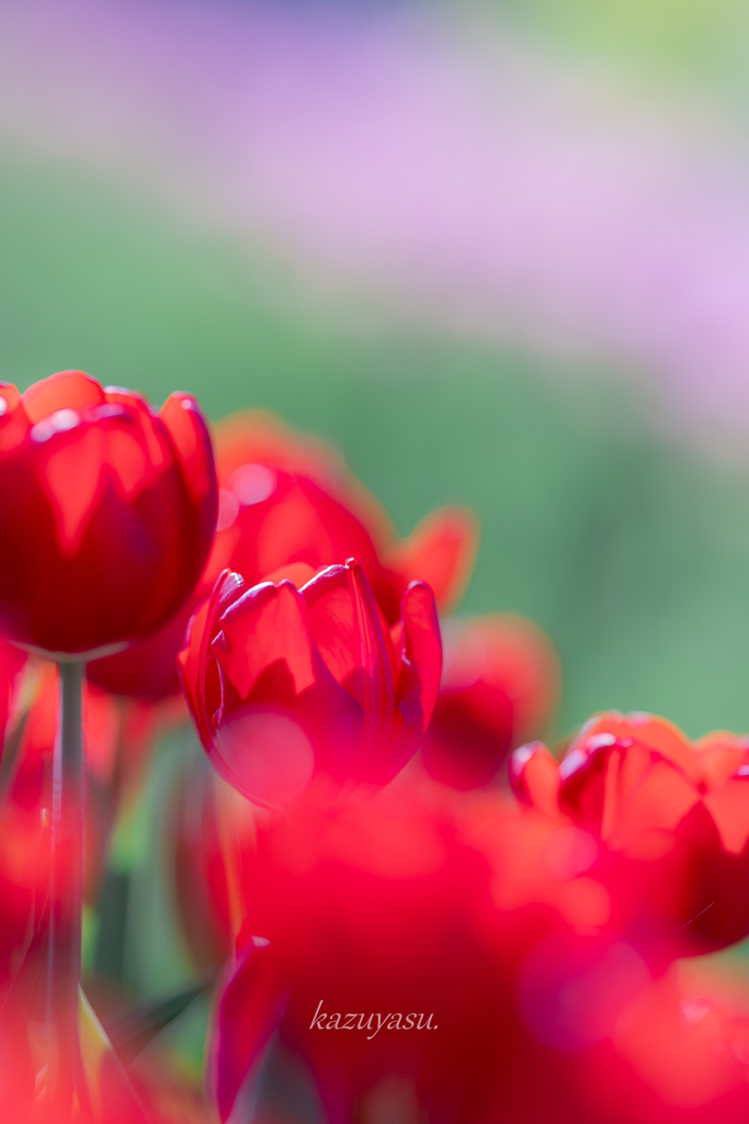 （Ice tulip)
