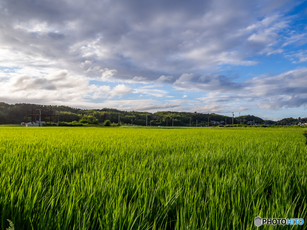 (田んぼの風景）