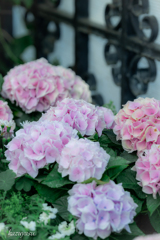 (温室で咲く紫陽花）