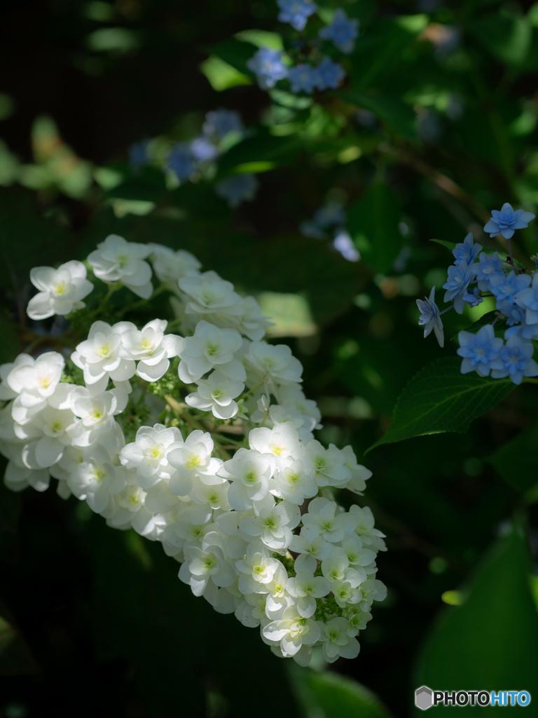 (柏葉紫陽花）