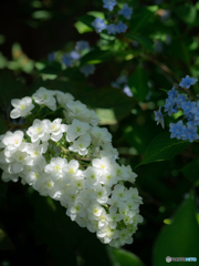 (柏葉紫陽花）