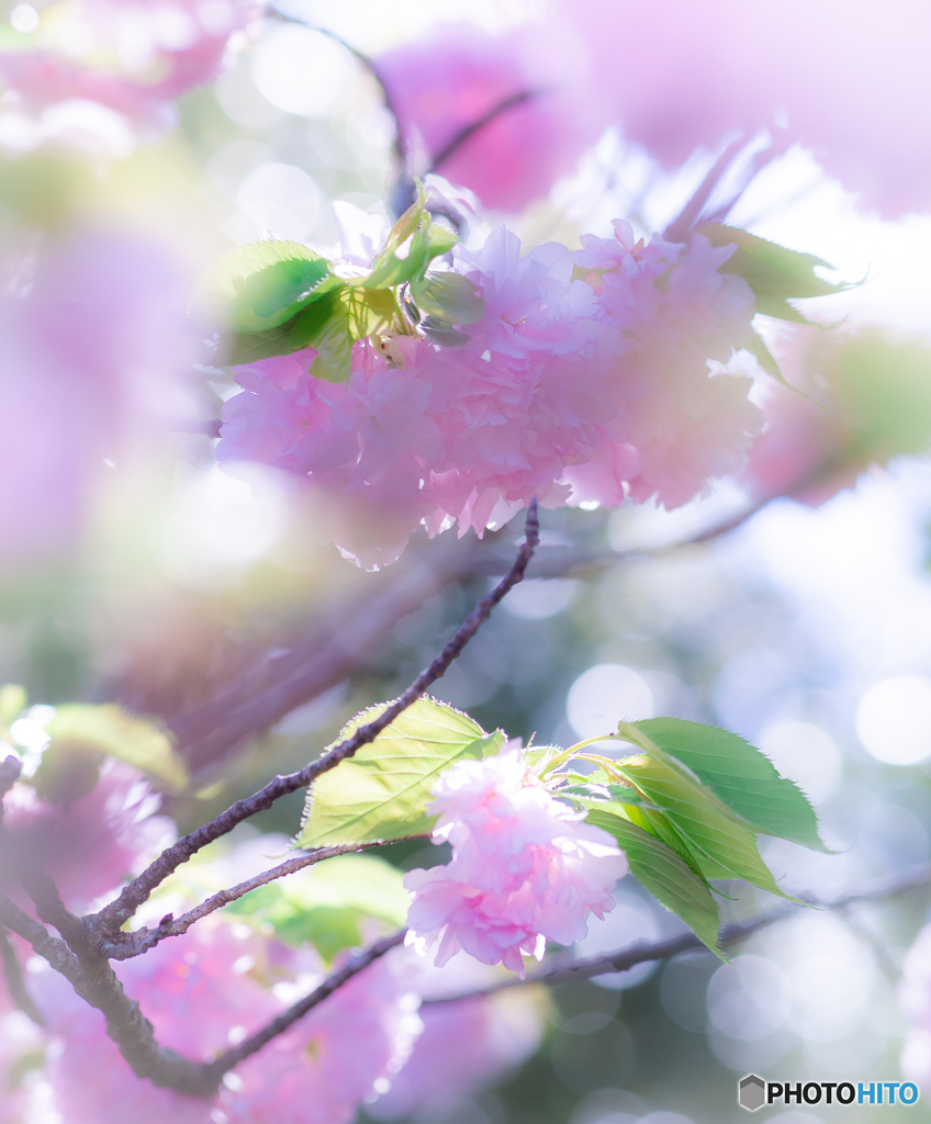 （桃色の雲の中で）