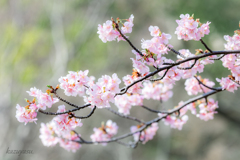 (河津桜咲いたよ！）