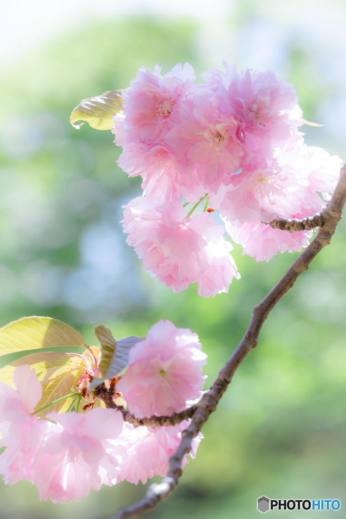 (八重桜咲き満ちて）