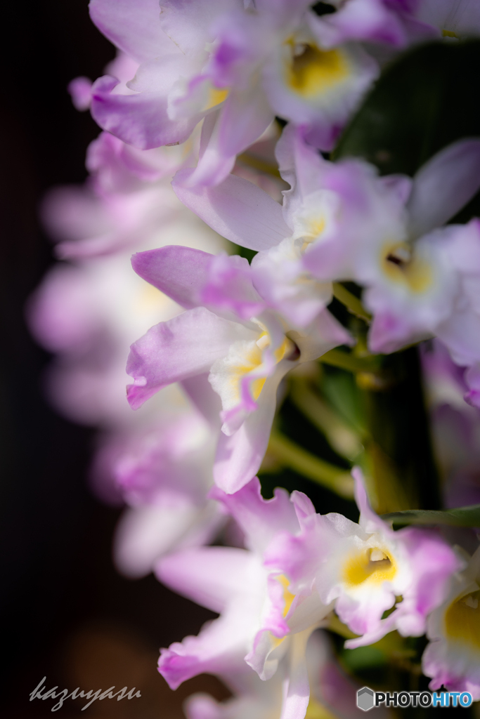 （dendrobium)