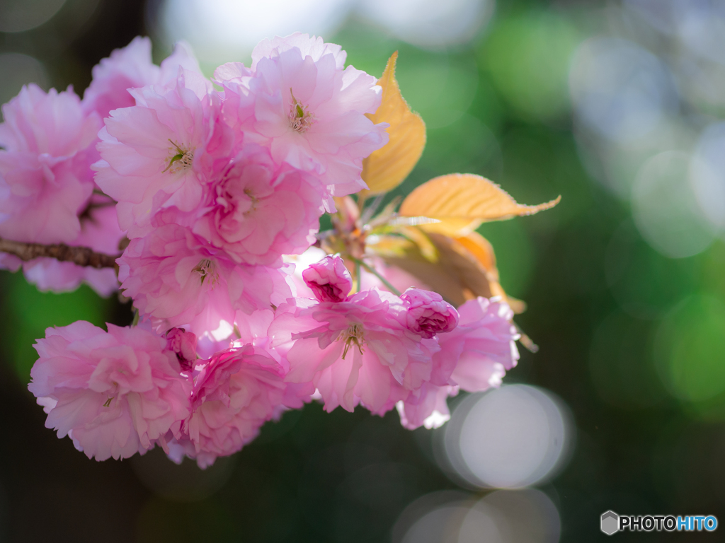 （木洩れ日と八重桜）