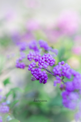 （庭の花？）