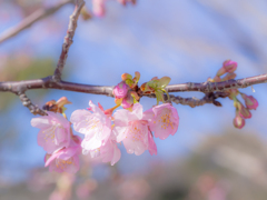 （緋寒桜）