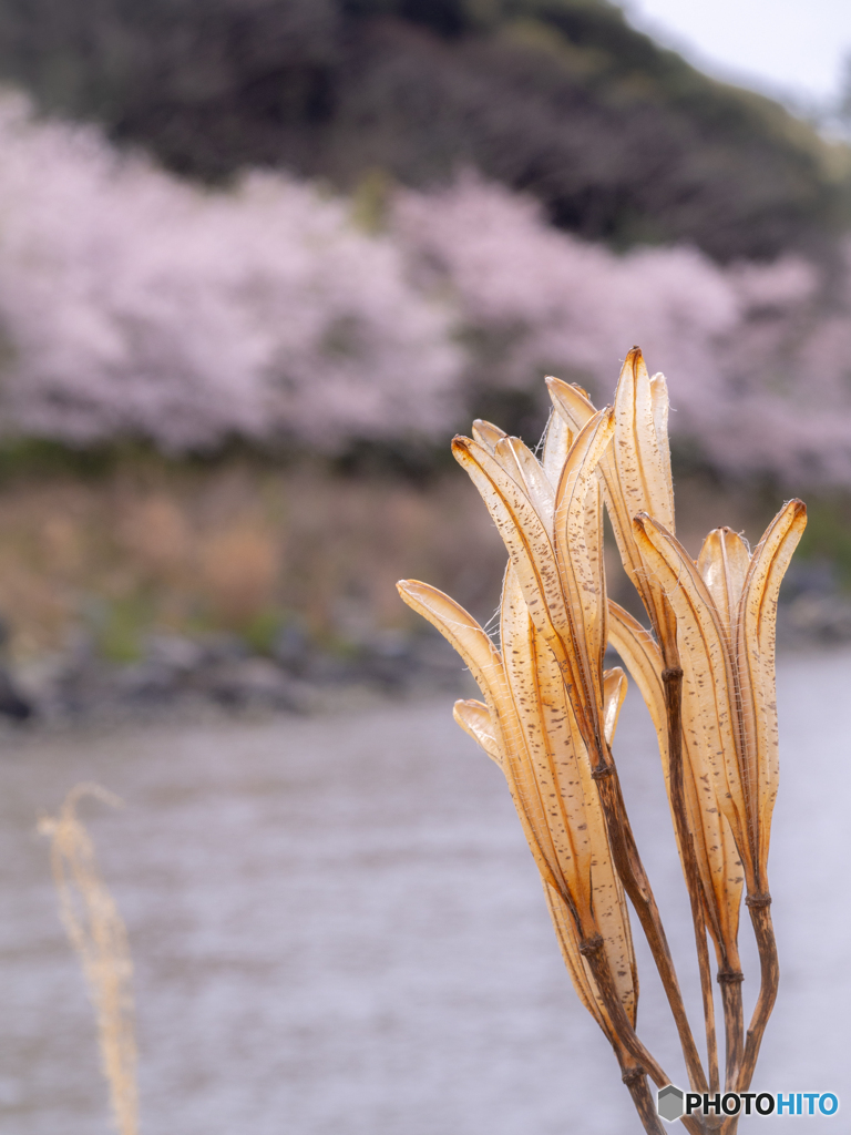 （枯れユリと桜並木）