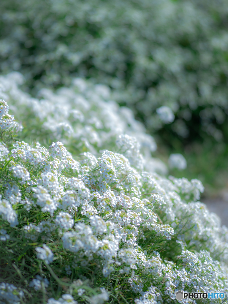 （sweet alyssum)